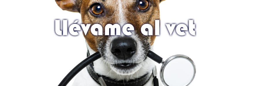 marketing a veterinarios